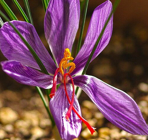 Autumn crocus: Flower of saffron crocus (Crocus sativus). Adana, Turkey.