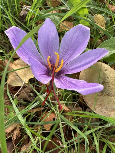 Autumn crocus (Crocus sativus)