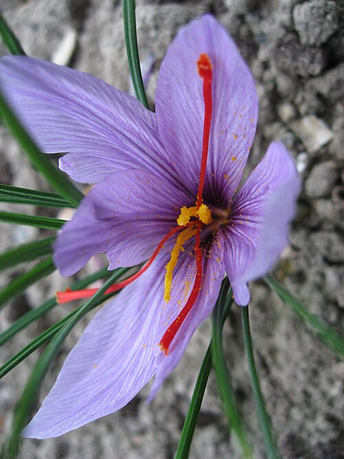 Autumn crocus: Crocus sativus in Conservatoire National des Plantes à Parfum Map: 48° 23' 49" N 2° 28' 45" E