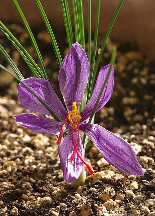 Autumn crocus: Flower of saffron crocus (Crocus sativus). Adana, Turkey.