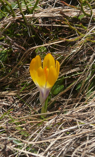 Crocus scardicus (Crocus scardicus)