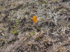 Crocus scardicus (Crocus scardicus)