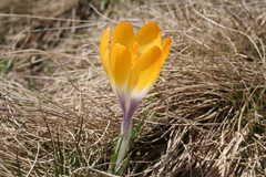 Crocus scardicus (Crocus scardicus)