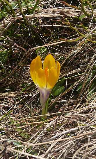 Crocus scardicus: Crocus scardicus in Kosovo