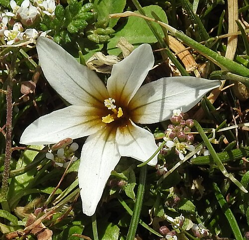 Sieber's crocus: Sieber's crocus ( Crocus sieberi ), Crete, Greece