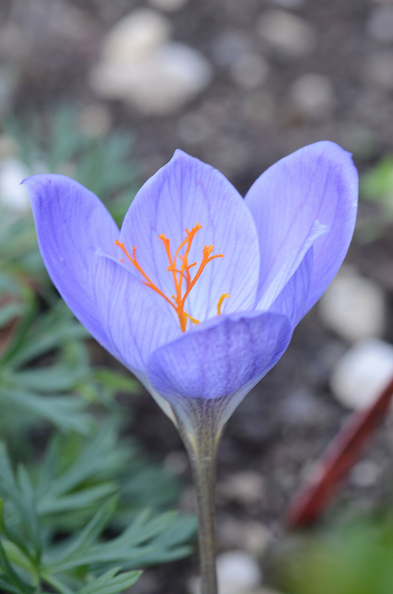 Crocus speciosus: Crocus speciosus