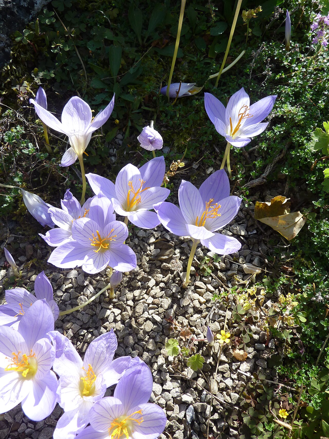 Crocus speciosus: Crocus speciosus subsp. speciosus in the Cambridge University Botanic Garden