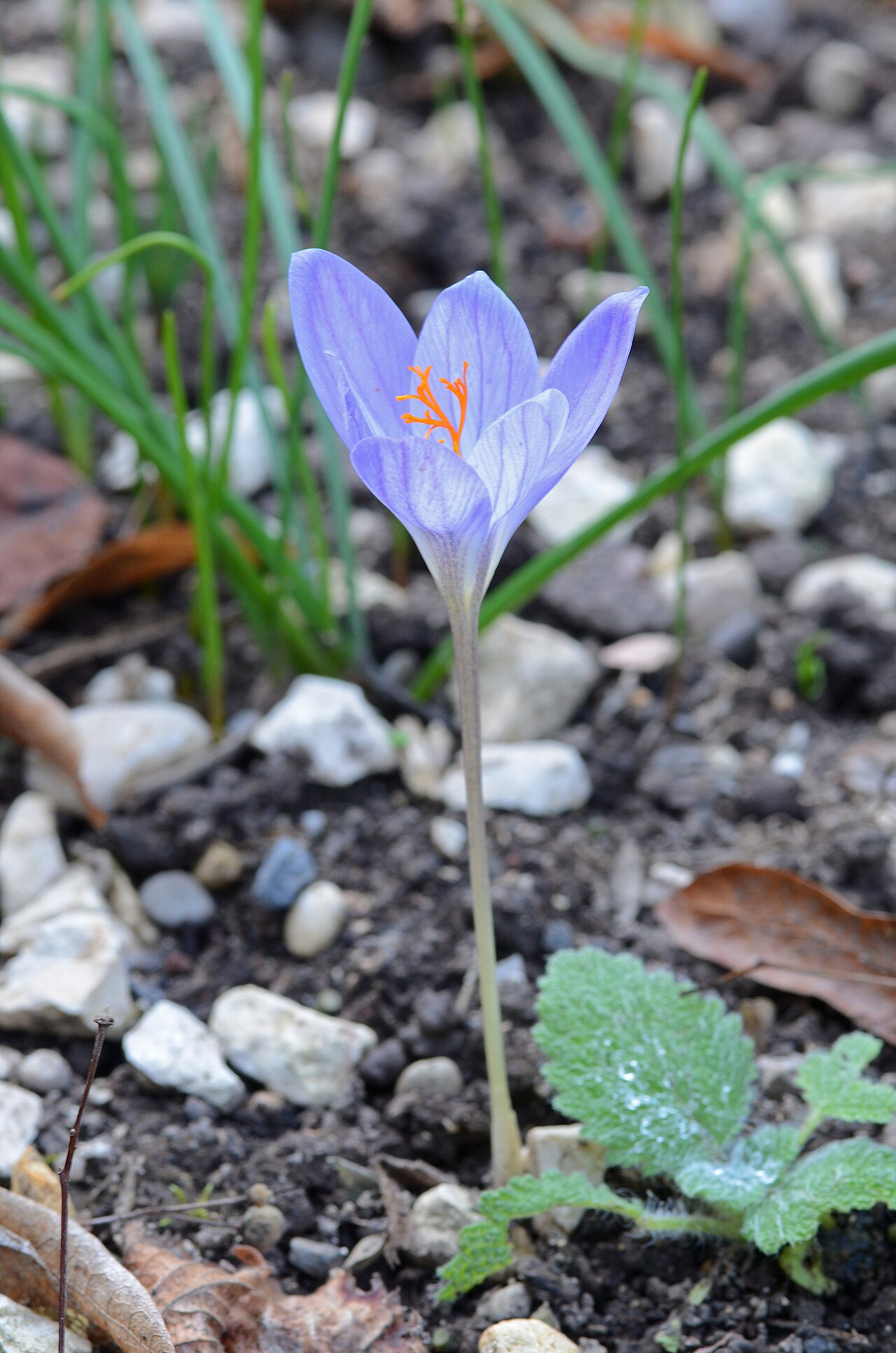Crocus speciosus: Crocus speciosus