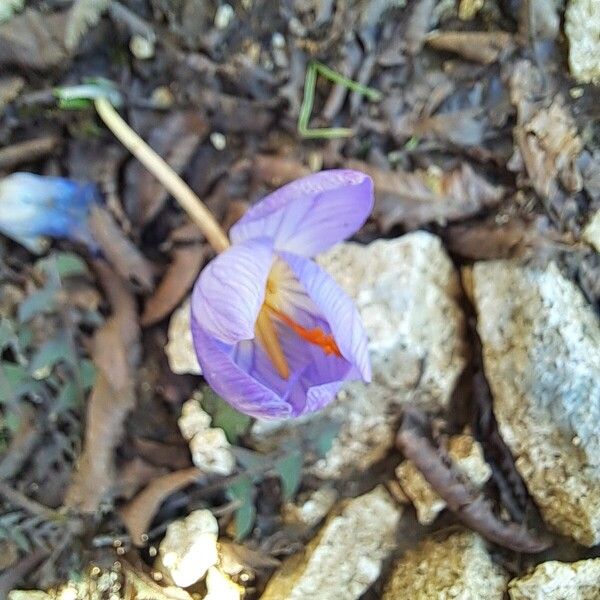 Crocus speciosus (Crocus speciosus)