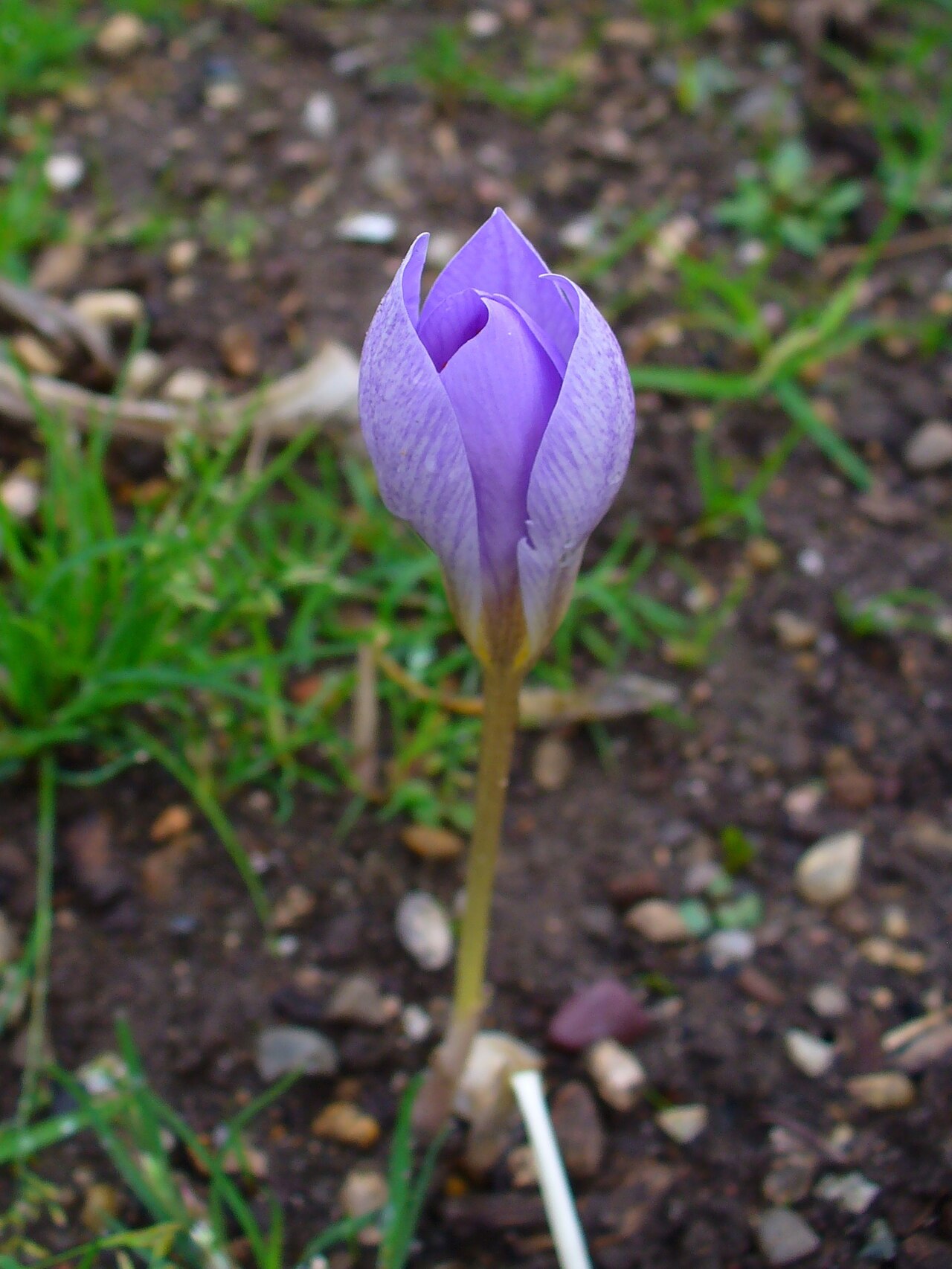 Crocus speciosus: Crocus sativus , Iridaceae, Saffron Crocus, flower; Botanical Garden KIT, Karlsruhe, Germany. The dried carpel (the spice saffron) is used in homeopathy as reme