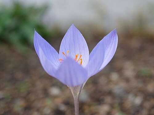 Crocus speciosus: Crocus speciosus .