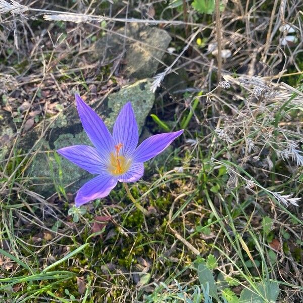 Crocus speciosus (Crocus speciosus)
