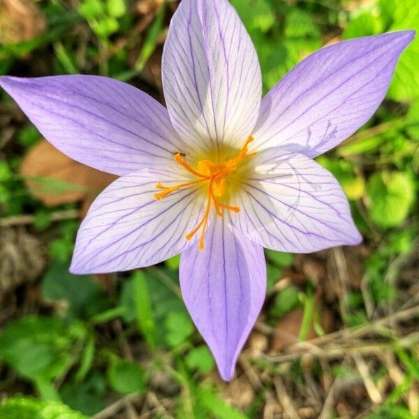 Crocus speciosus (Crocus speciosus)