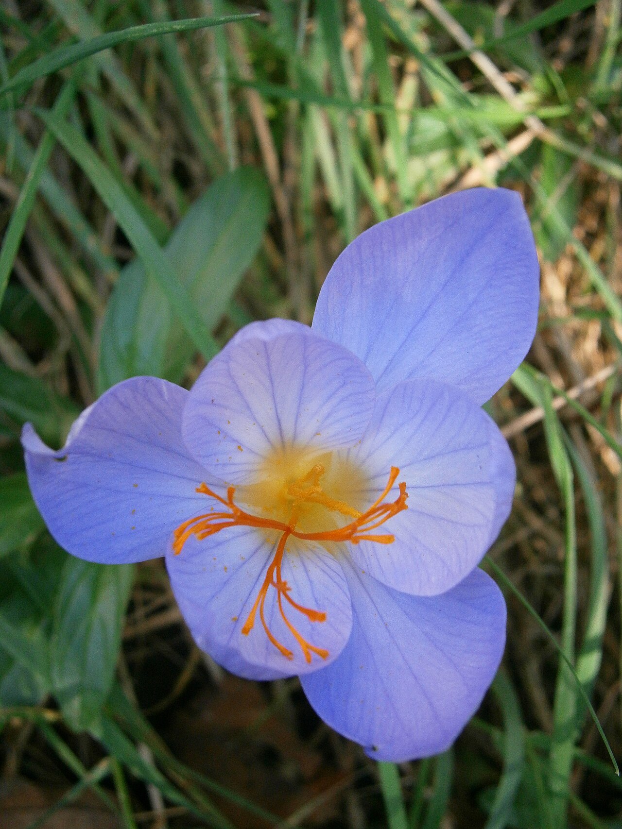 Crocus speciosus: Crocus speciosus - close-up