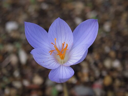 Crocus speciosus: Crocus speciosus .