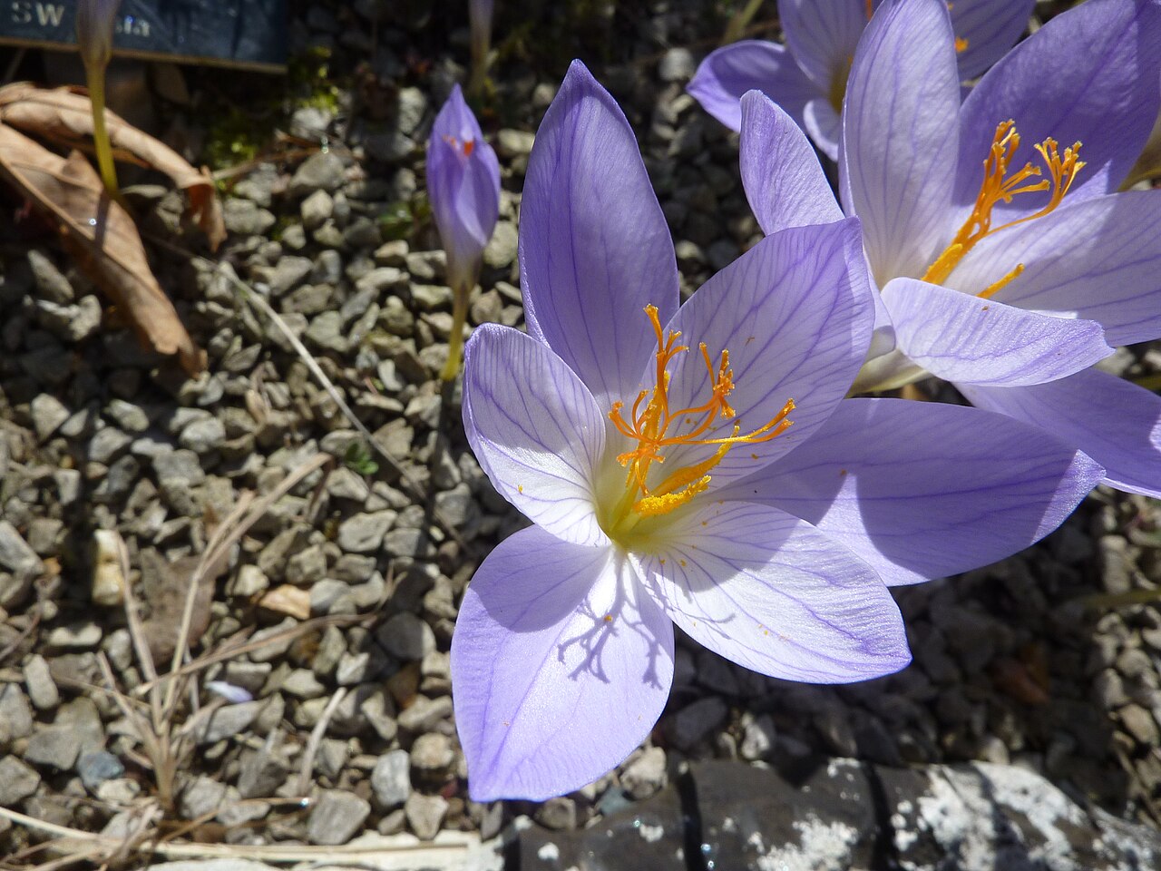 Crocus speciosus: Crocus speciosus subsp. speciosus