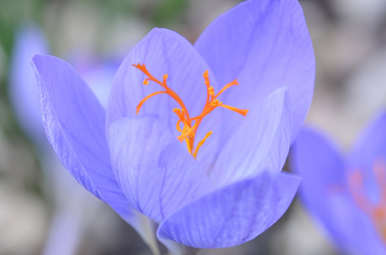 Crocus speciosus: Crocus speciosus