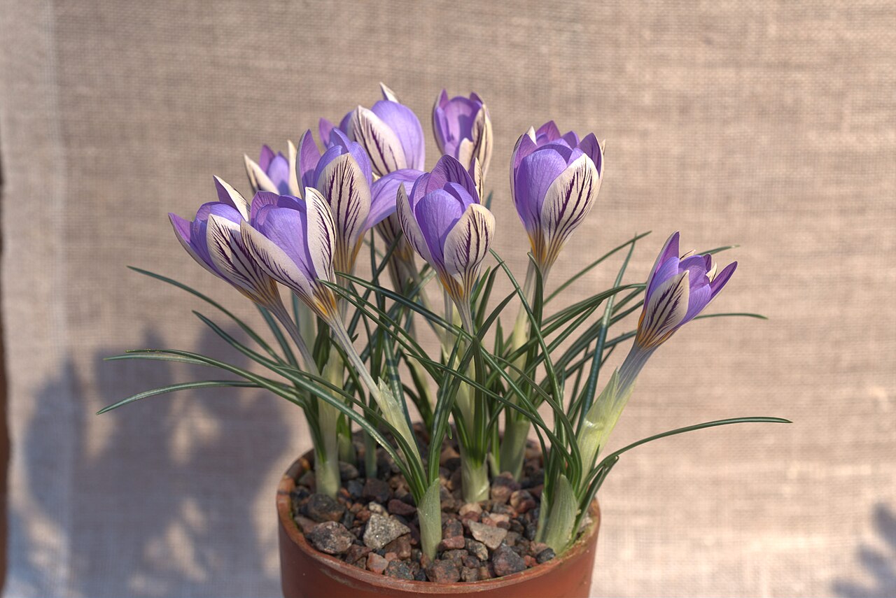 Crocus suaveolens: Crocus imperati ssp. suaveolens in Gothenburg Botanical Garden. Plant id: 1998-0664 s G -- Schatzl