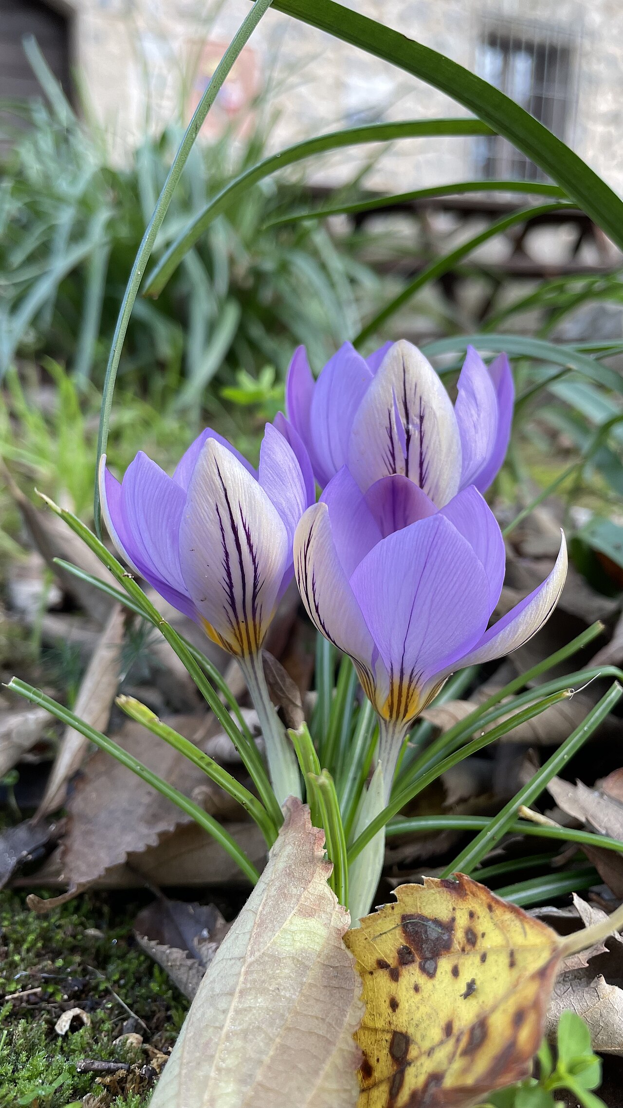 Crocus suaveolens: Crocus suavolens