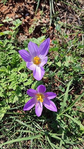 Crocus thomasii: Thomas crocus ( Crocus thomasii ) in Croatia