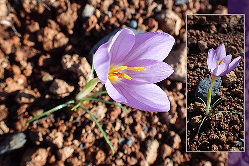 Crocus thomasii: Thomas crocus ( Crocus thomasii ) in Italy