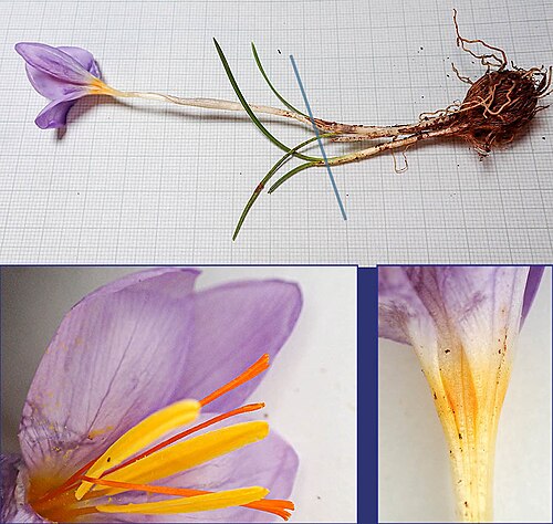 Crocus thomasii: Thomas crocus ( Crocus thomasii ) in Italy