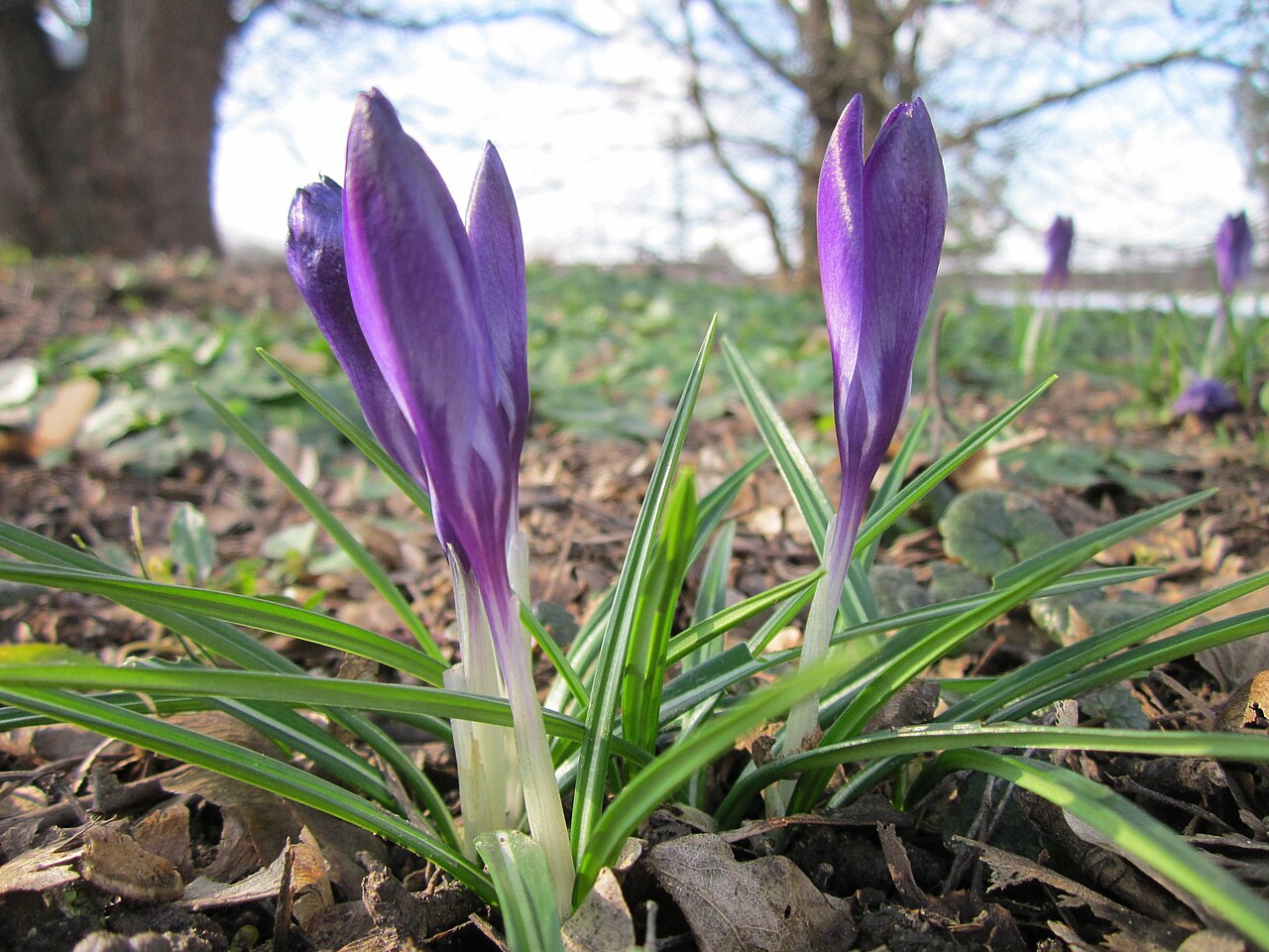 Woodland crocus: Elfen-Krokus ( Crocus tommasinianus ) im Landesgartenschaupark Hockenheim