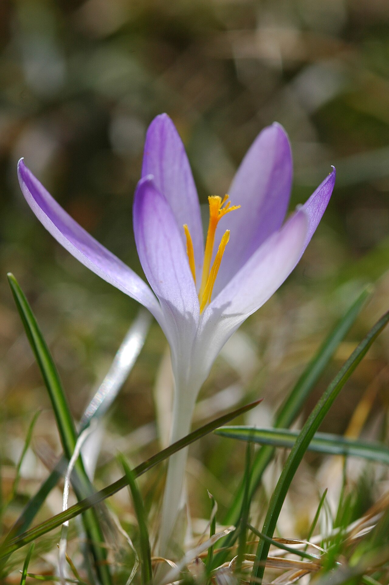 Woodland crocus: Crocus