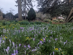 Woodland crocus (Crocus tommasinianus)