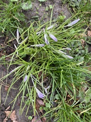 Woodland crocus (Crocus tommasinianus)