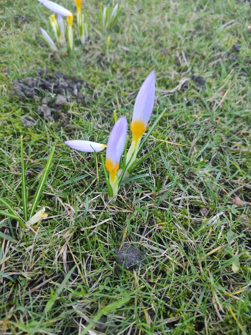 Woodland crocus (Crocus tommasinianus)