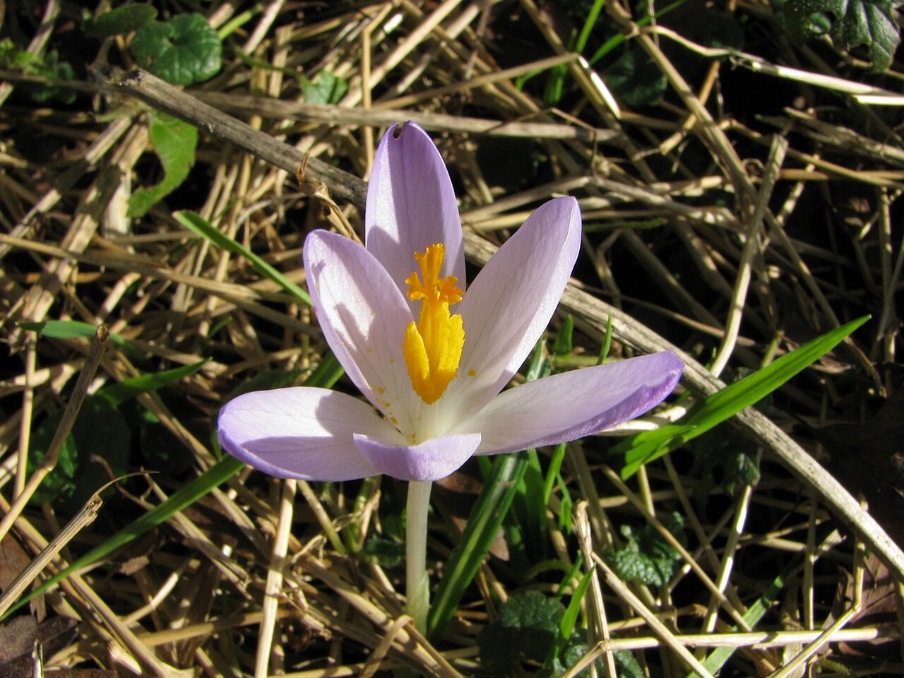 Woodland crocus: Crocus tommasinianus