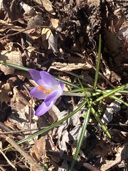 Woodland crocus (Crocus tommasinianus)