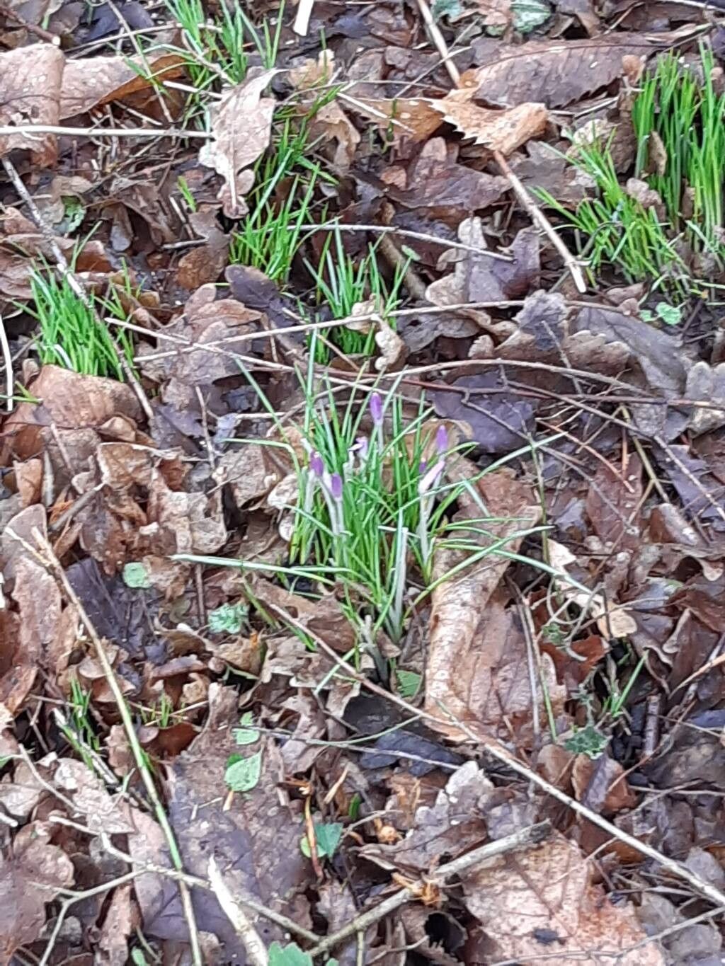 Woodland crocus (Crocus tommasinianus)