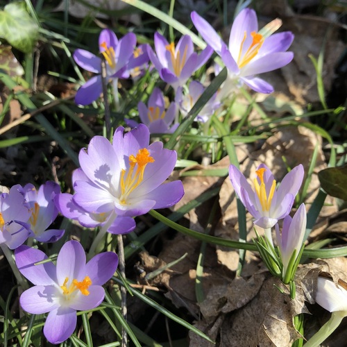 Woodland crocus (Crocus tommasinianus)