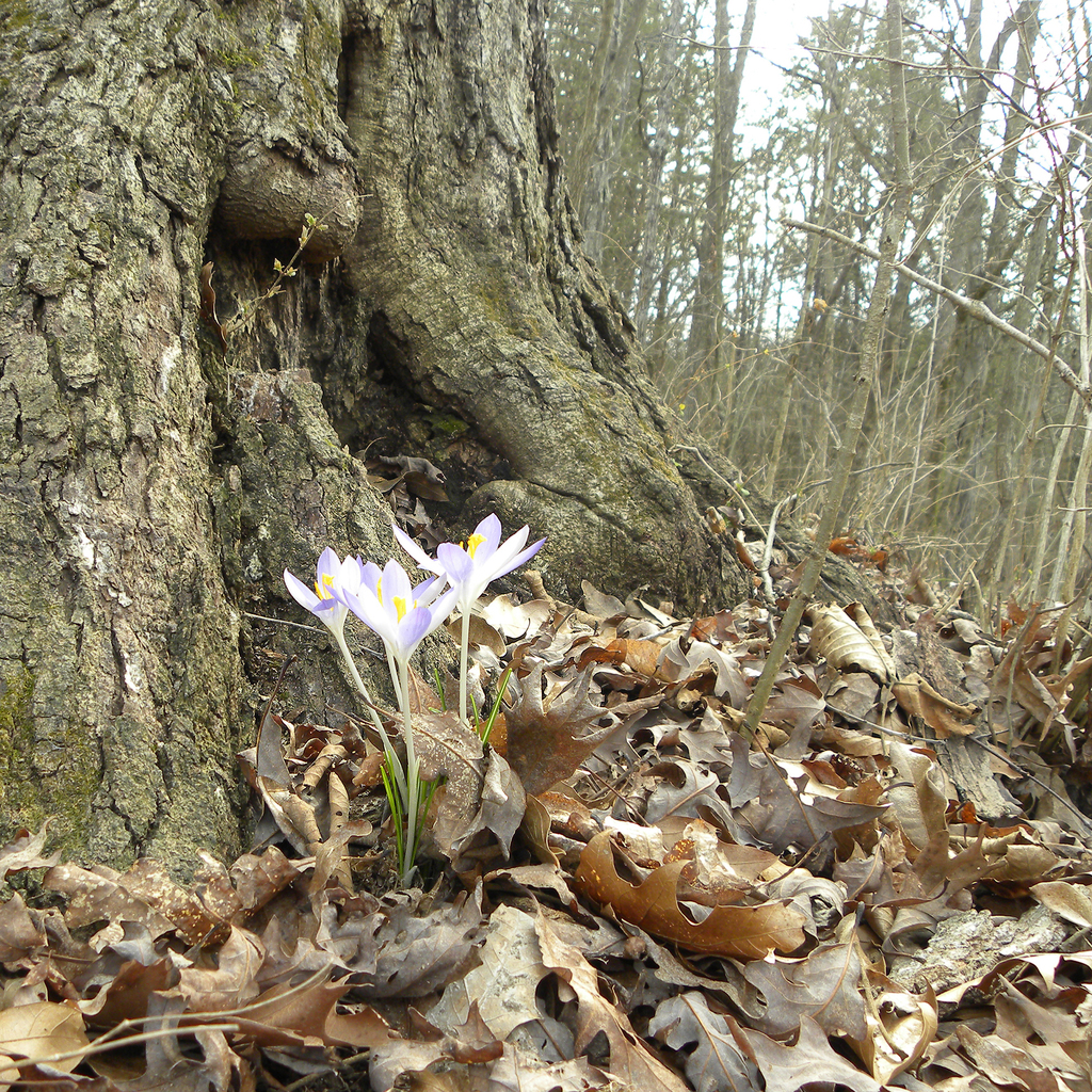 Woodland crocus (Crocus tommasinianus)