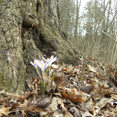 Woodland crocus (Crocus tommasinianus)