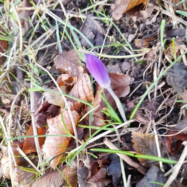 Woodland crocus (Crocus tommasinianus)