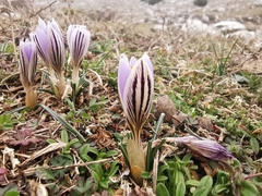 Crocus variegatus (Crocus variegatus)