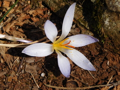 Crocus variegatus (Crocus variegatus)
