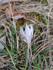 Crocus variegatus (Crocus variegatus)