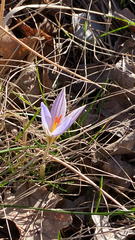Crocus variegatus (Crocus variegatus)