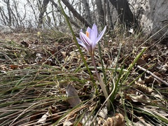 Crocus variegatus (Crocus variegatus)