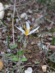 Crocus veneris (Crocus veneris)