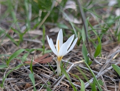 Crocus veneris (Crocus veneris)
