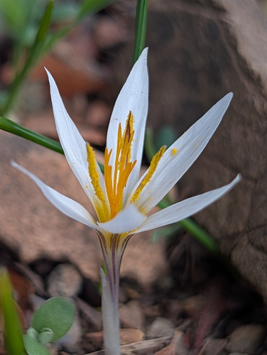 Crocus veneris (Crocus veneris)