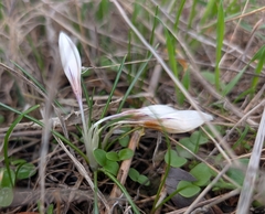 Crocus veneris (Crocus veneris)