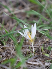 Crocus veneris (Crocus veneris)