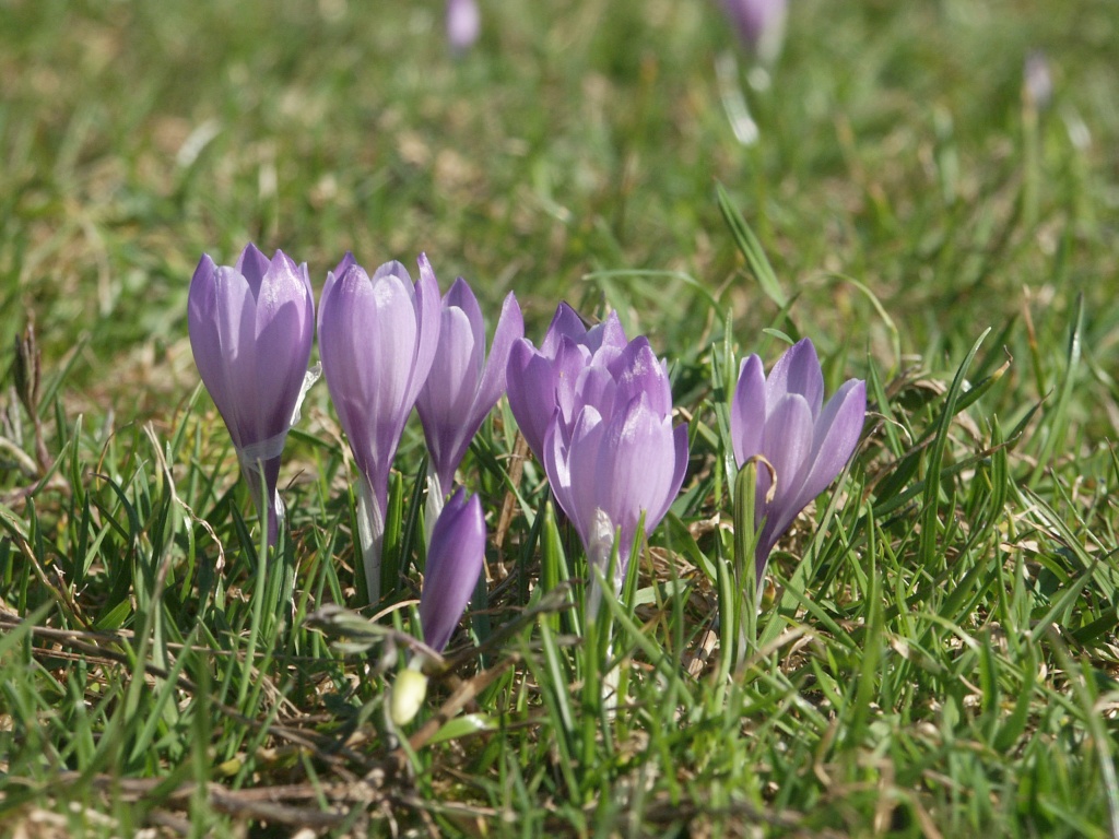 Dutch crocus: Crocus vernus subsp. albiflorus , Allgäuer Alpen, Germany