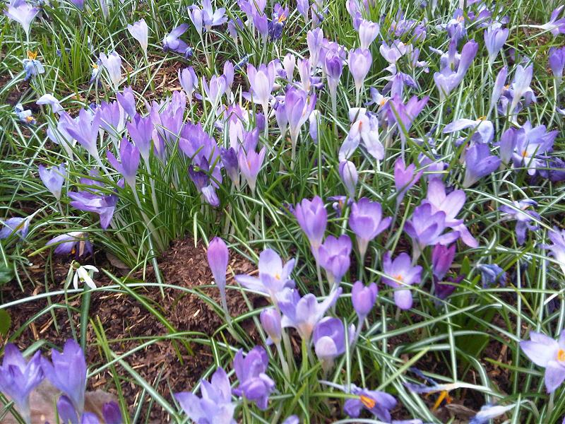 Dutch crocus: Crocus vernus at Kew Gardens, England.